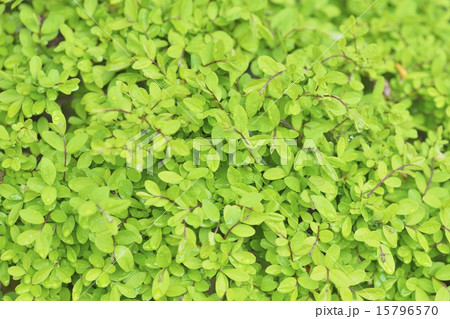 イボタノキ イボタノキ 15796570