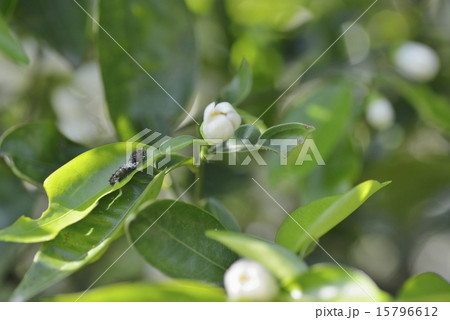 アゲハチョウの幼虫 15796612