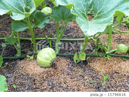 カボチャ 15796616