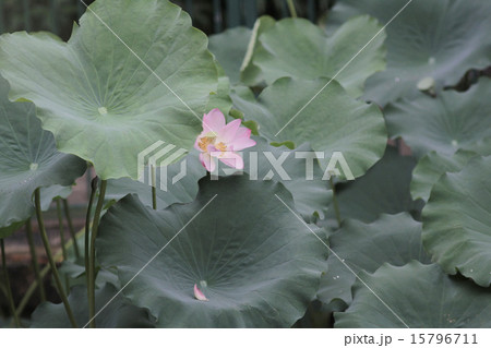 Lotus flower and Lotus flower plants 15796711