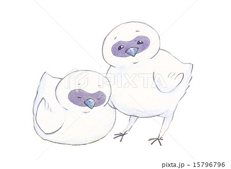 ウコッケイのひよこ白背景 15796796