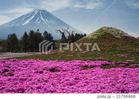 富士芝桜まつり、二つの富士山 富士芝桜まつり、二つの富士山 15796866