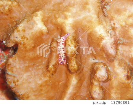 センテンイロウミウシ 15796891