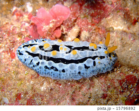 ソライボウミウシ 15796892