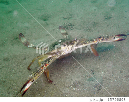 タイワンガザミ 15796893