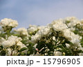 バラ 15796905