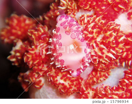 テンロクケボリガイ テンロクケボリガイ 15796934