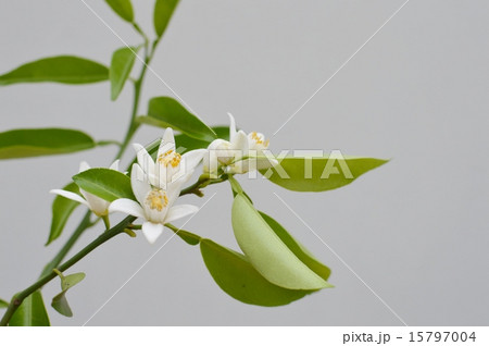 柚子の花 柚子の花 15797004