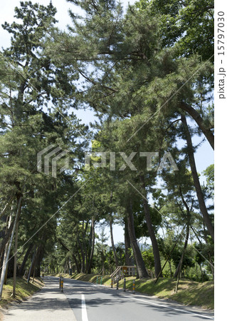 御油の松並木 15797030