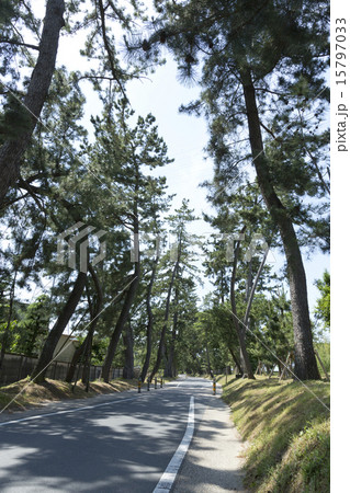 御油の松並木 15797033