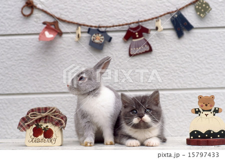 かわいい子猫 15797433