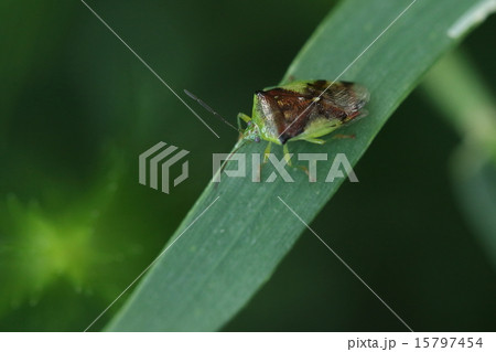 生き物 昆虫 アオモンツノカメムシ ヤツデ キヅタ ウドやタラノキなどの花に来るそうですの写真素材