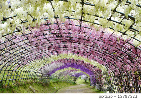 河内藤園 15797523