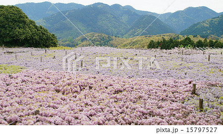 河内藤園 河内藤園 15797527