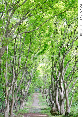 河内藤園 15797528