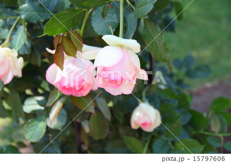 バラの花 15797606