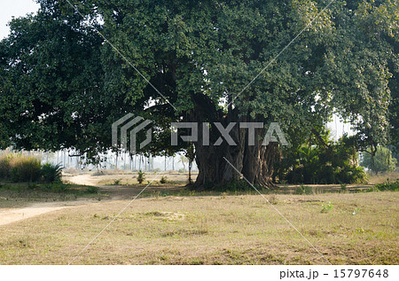 インド ブッダ ガヤ スジャータ村のバニヤンの木の写真素材