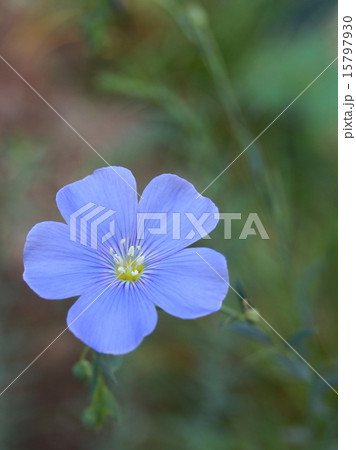 可憐なアマ 15797930