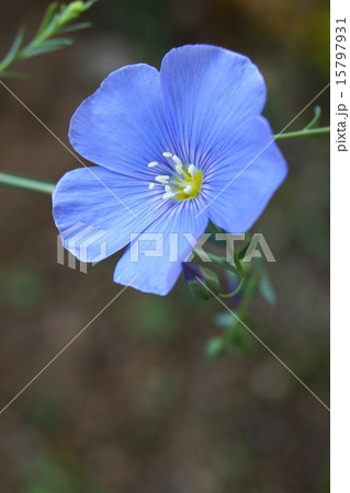 可憐なアマ 15797931