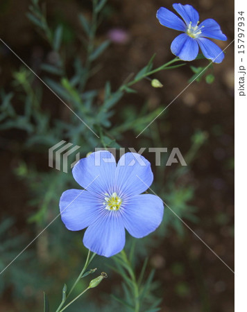 可憐なアマ 15797934