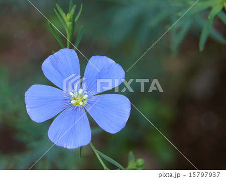 可憐なアマ 15797937