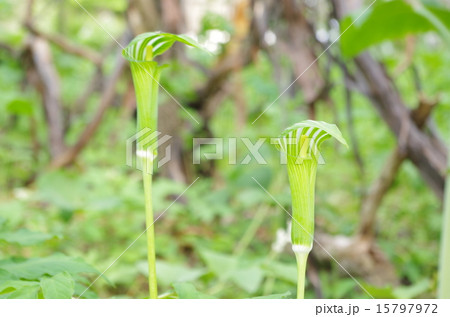 コウライテンナンショウ 15797972