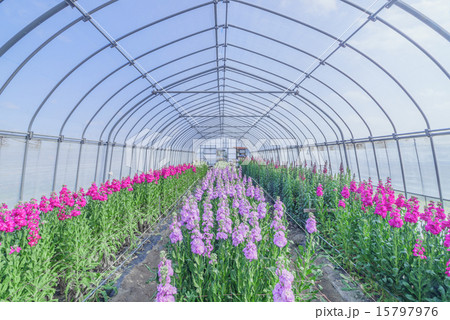 千倉町のビニールハウスの花畑 千倉町のビニールハウスの花畑 15797976