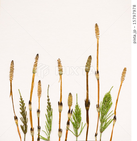 つくしとスギナの押し花 15797978