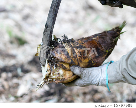 たけのこ堀り たけのこ堀り 15797989