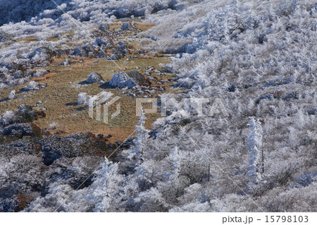 霧氷樹林（くじゅう連山） 15798103