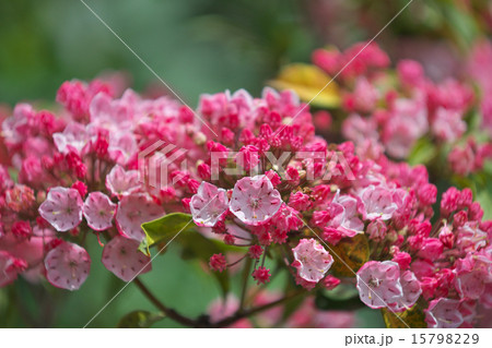 カルミア 赤い花 カルミア 赤い花 15798229