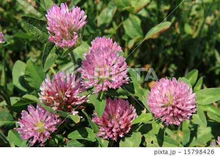 アカツメクサ 15798426