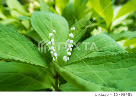 フタリシズカの花 15798489