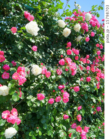 紅白の蔓バラ（アンジェラ他） 15798703