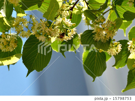 銀座並木通りのリンデンの花咲く 15798753