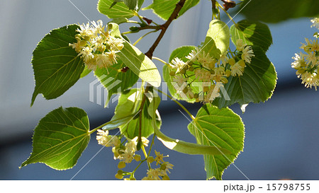 銀座並木通りのリンデンの花咲く 銀座並木通りのリンデンの花咲く 15798755