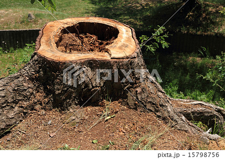 赤松の切り株 赤松の切り株 15798756