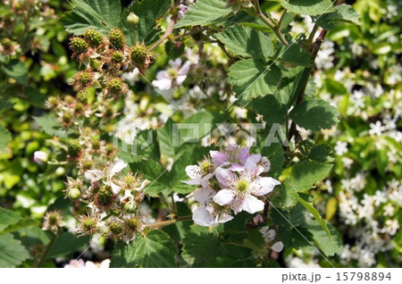 ブラックベリーの花と若い実 15798894