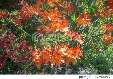 Spring, Azalea flowers in kesennuma, Miyagi, Japan 15798895