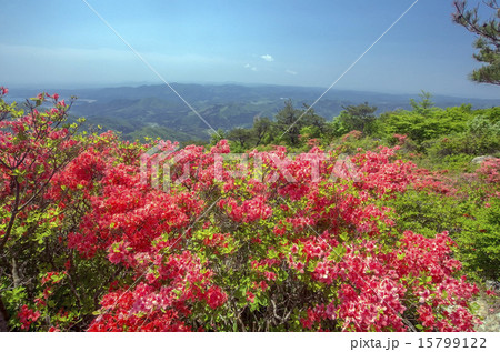 Spring, Azalea flowers in kesennuma, Miyagi pref 15799122