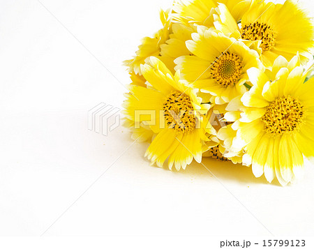 つましろひなぎくの花束 15799123