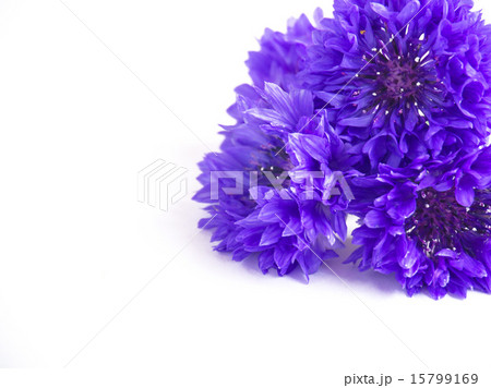 ヤグルマギクの花束 15799169