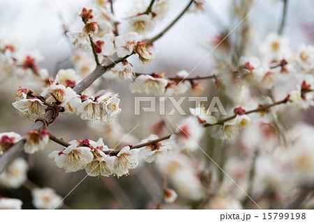 梅 品種 小梅 の写真素材