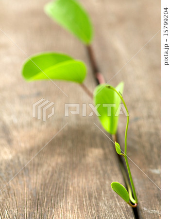 Fragile green plant emerging through wooden stacks 15799204