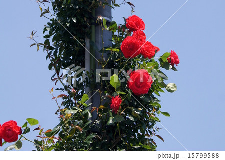 青空に向かってらせん状に伸びる赤い蔓バラの写真素材