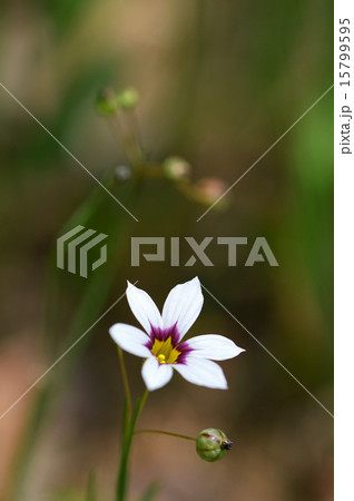 ニワゼキショウ（庭石菖） 15799595