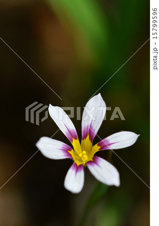 ニワゼキショウ（庭石菖） 15799596