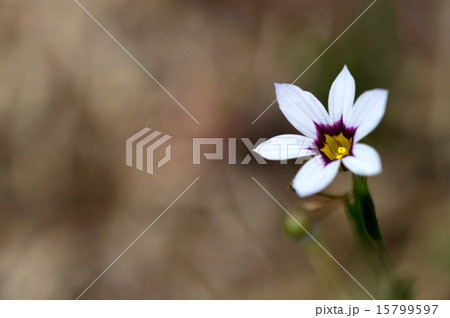 ニワゼキショウ（庭石菖） 15799597