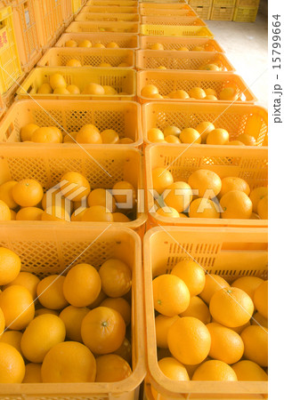 甘夏みかん 甘夏みかん 15799664