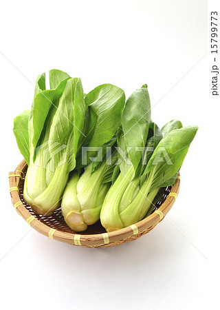 チンゲンサイ 青梗菜 チンゲンサイ 青梗菜 15799773